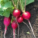 German Giant Radish Seeds – 4 oz – Heirloom Garden Seeds, Non-GMO