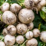 Hailstone Radish Seeds – 4 oz – Heirloom Garden, Non-GMO – Vegetable