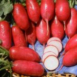 Lady Slipper Radish Seeds – 4 oz – Heirloom Garden, Non-GMO – Pink