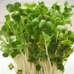 Radish Sprouting Seed – Minowase Variety – 1 Lb – Heirloom Microgreens