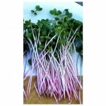 Radish Sprouting Seed – Red Arrow Variety – 5 Lb Bulk Seed – Heirloom