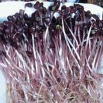 Radish, Sango Microgreens Seeds – 25 Lb – Bulk Wholesale Purple Micros