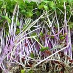 Triton Purple Radish Sprouting Seeds – 4 oz – Non-GMO, Garden