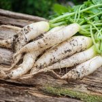 White Icicle Radish Seeds – 1 Lb – Heirloom Garden, Non-GMO