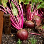 Red Ace Hybrid Beet Seeds -1 Lb- Non-GMO, Hybrid – Vegetable Garden