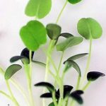 Red Clover Sprouting Seeds – 50 Lb Bulk – Non-GMO, Organic Microgreens