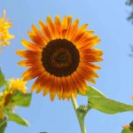 Sunflower Flower Garden Seeds – Red Sun – 1 Lb – Annual Wildflower