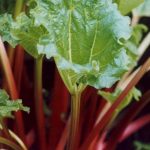 Rhubard Seeds – Victoria Variety – 500 Seeds – Heirloom, Perennial