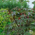 Ricinus (Castor Bean) Seeds – Communis Mix – 1 Lb – Annual House Plant