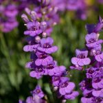 Rocky Mountain Penstemon Seeds – 1 oz – Perennial Wild Flower Garden