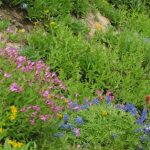 Rocky Mountain Wildflower Seed Mix – 5 Lb – 22 Wild Flower Garden