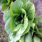 Parris Island Lettuce Seeds: 1 Oz – Non-GMO Baby Salad Greens