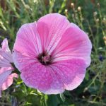 Rose Mallow Wildflower Seeds – 1 oz Seed Pouch – Annual Shrub