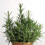 Rosemary – 1000 Seeds – Heirloom Herb Garden- Non-GMO Culinary Herbal