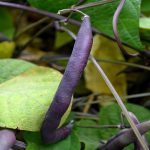 Royal Burgundy Bush Bean Seeds – 1 Lb – Non-GMO, Heirloom – Green Snap