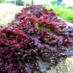Leaf Lettuce Garden Seeds – Ruby Red – 1 Lbs – Non-GMO, Heirloom