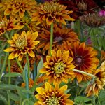 Rudbeckia (Black Eyed Susan)- Cherokee Sunset – 500 Seeds – Flower