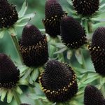 Rudbeckia (Black Eyed Susan) Seeds – Green Wizard – 500 Seeds – Flower