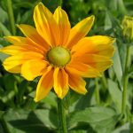 Rudbeckia (Black Eyed Susan) Flower Seeds – Irish Spring – 1000 Seeds