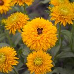 Rudbeckia (Black Eyed Susan) Seeds – Maya Variety – 500 Seeds -Flower