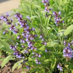 Sage Herb Seeds -Broad Leaved Variety -1 oz -Heirloom Perennial Herb
