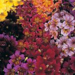 Salpiglossis Flower Seeds-Royale Series-Mixed Color Blooms-1000 Seed