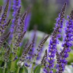 Salvia Flower Garden Seeds – Queen Series – 500 Seeds – Blue Blooms
