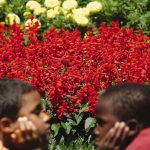 Salvia Flower Garden Seeds – Red Hot Sally II – 1000 Seeds – Deep Red
