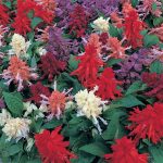Salvia Flower Garden Seeds- Sizzler Series – 1000 Seeds- Mixed Color