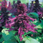 Salvia Flower Garden Seeds -Sizzler Series -1000 Seeds -Purple -Annual