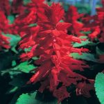 Salvia Flower Garden Seeds- Sizzler Series – 1000 Seeds- Red – Annual