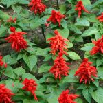 Salvia Flower Garden Seeds -St. Johns Fire -1000 Seeds -Red-Perennial