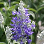 Salvia Flower Garden Seeds – Strata Variety – 1000 Seeds – AAS Winner