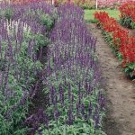 Salvia Flower Garden Seeds -Victoria Series -1000 Seeds -Violet Blue