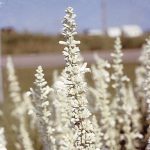 Salvia Flower Garden Seeds -Victoria Series -1000 Seeds -White Blooms