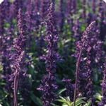 Salvia Flower Seeds -Evolution -1000 Seeds -AAS Winner -Violet Blooms