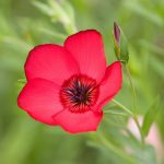 Scarlet Flax Wildflower Seeds-1 oz-Annual Wild Flower Garden-Scarlet