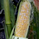 Serendipity Hybrid Triplesweet Corn Garden Seeds (Treated)- 50 Lb Bulk