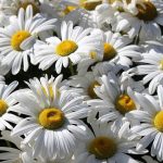 Shasta Daisy Flower Seeds -Alaska Variety -1 Lb -White, Yellow Centers