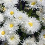 Shasta Daisy Flower Seeds – Crazy Daisy – 1000 Seeds – White & Yellow