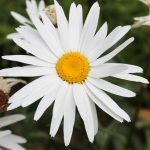 Shasta Daisy Flower Seeds -Silver Princess -500 Seeds -White & Yellow
