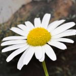 Shasta Daisy Flower Seeds- Snow Lady Variety – 100 Seeds- Dwarf Plant