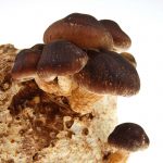 Mushroom Mojo Shiitake Mushroom Growing Kit – Indoor Fungi Grow Block