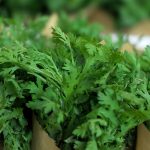 Shungiku Seeds – Edible Chrysanthemum-4 oz-Non-GMO Vegetable Garden