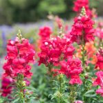 Snapdragon Flower Seeds – Floral Showers F1 – 1000 Seeds – Crimson