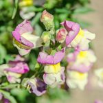 Snapdragon Flower Seeds- Floral Showers F1-1000 Seed- Lavender Bicolor