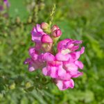 Snapdragon Flower Seeds -Floral Showers F1 -1000 Seeds -Lilac -Annual