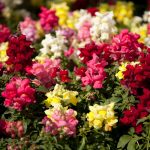 Snapdragon Flower Seeds – Floral Showers F1 – 1000 Seeds – Mix Color