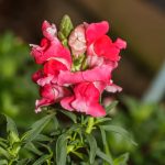 Snapdragon Flower Seeds – Floral Showers F1 – 1000 Seeds – Rose Pink
