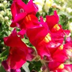 Snapdragon Flower Seeds -Floral Showers F1 -1000 Seed-Scarlet -Annual